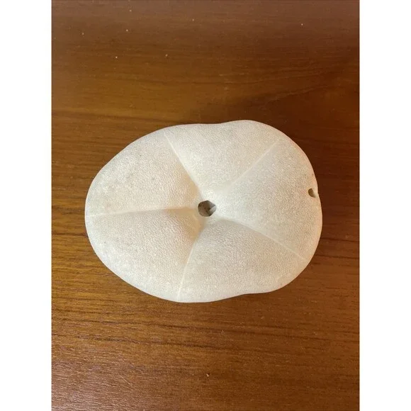 Puffy Sea Biscuit Sand Dollar Large Fossil Seashell Nautical Ocean Beach Decor - Picture 4 of 6